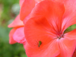 Small bug on a big flower