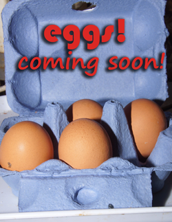 egg crate with coming soon 