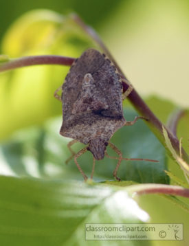 Brown Stink Bug Picture